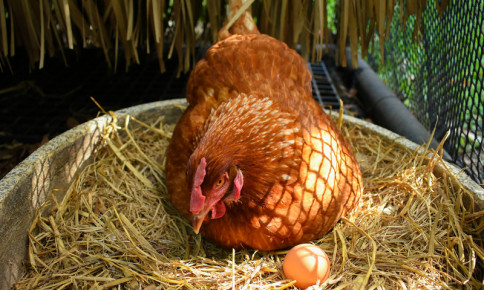Dinh dưỡng để gà đẻ trứng tốt trong mùa hè