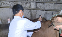 Phú Yên: Tăng cường công tác phòng chống dịch bệnh cho gia súc, gia cầm