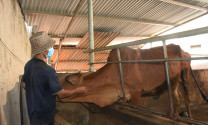 Huyện Đất Đỏ: Bệnh viêm da nổi cục trên trâu, bò được khống chế