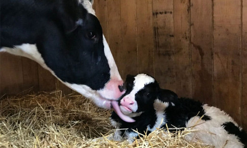 Chăm sóc bò mới sinh