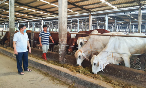 Chăn nuôi gia súc, gia cầm trong bối cảnh giá thức ăn tăng cao: Cần giải pháp tổng thể
