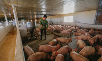 Lâm Đồng: 3 trang trại đủ điều kiện chăn nuôi quy mô lớn