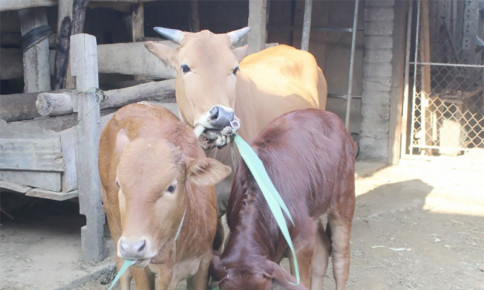 Miền núi Nghệ An phải nâng cao chất lượng đàn trâu bò