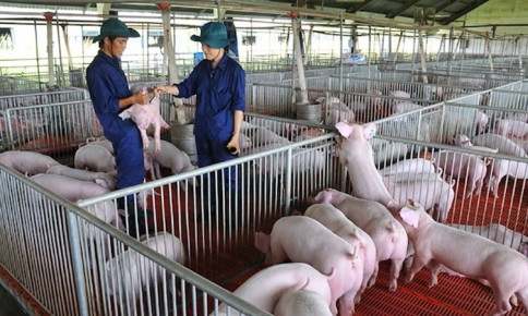 Bình Thuận: 6 tháng đầu năm 2022, chăn nuôi phát triển ổn định