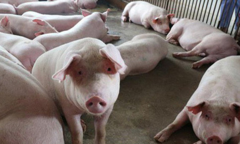 Bình Phước: Phú Riềng công bố dịch tả lợn Châu Phi tại 5 xã
