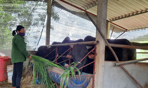Phú Bình (Thái Nguyên): Phát triển chăn nuôi bò theo hướng hàng hóa