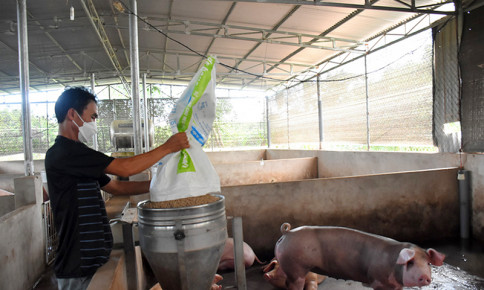 Bà Rịa - Vũng Tàu: Người chăn nuôi dè dặt tái đàn