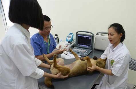 Khám chữa bệnh cho vật nuôi tại Bệnh viện thú y. (Ảnh: KT).