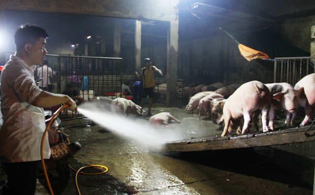 Lực lượng thú y phun thuốc khử trùng trước khi giết mổ tại chợ Bãi Dâu (phường Phú Hậu, TP. Huế)
