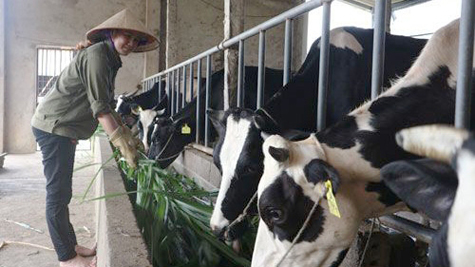Chăn nuôi bò sữa ở xã Vân Hòa (huyện Ba Vì). Ảnh: SƠN TÙNG