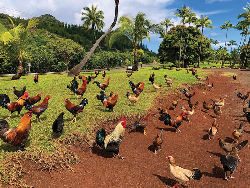 Đảo gà Kauai, Hawaii, Mỹ