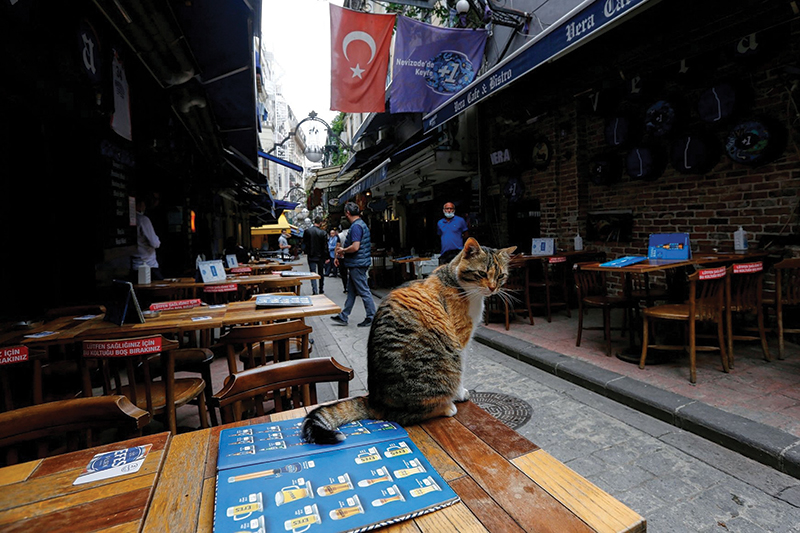 “Thành phố mèo” Istanbul, Thổ Nhĩ Kỳ