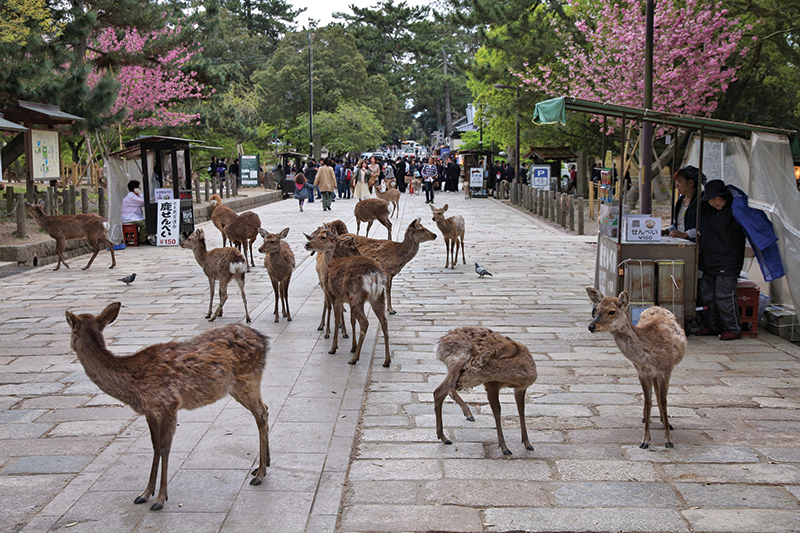 Thị trấn hươu Nara, Nhật Bản
