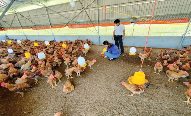 Phương pháp làm đệm lót sinh học trong nuôi gà