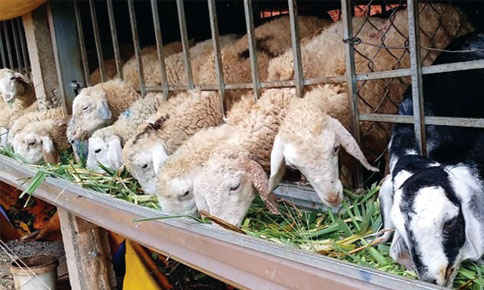 cừu sinh sản