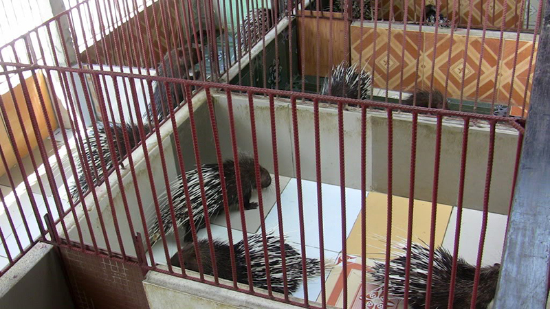 Kinh nghiệm xây dựng chuồng nuôi nhím  Tin tức Chăn nuôi  Tạp chí Chăn  nuôi Việt Nam