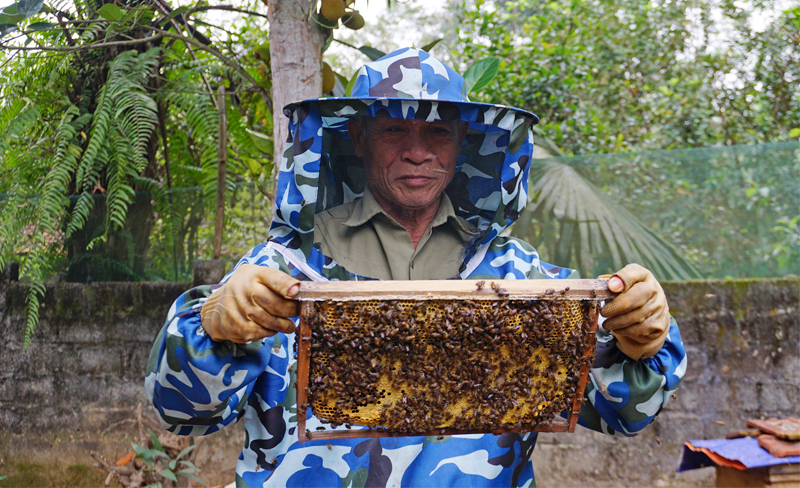 quy trình nuôi ong mật