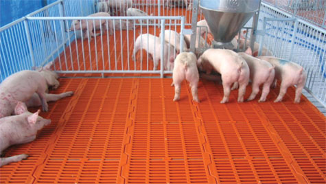 thiết bị lót sàn nuôi heo
