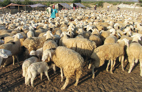 cừu phan rang