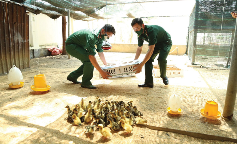 gà giống