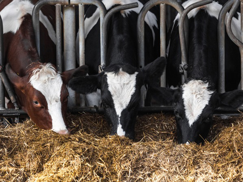 giảm khí mê tan từ bò