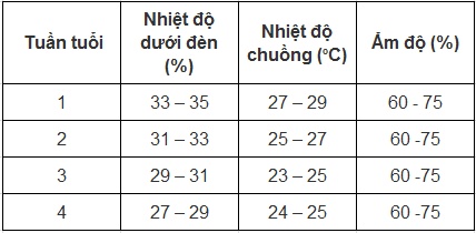 chăm sóc gà con