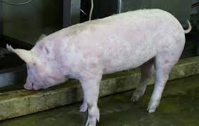 Tất cả về 4 bệnh đỏ ở lợn và cách phòng ngừa