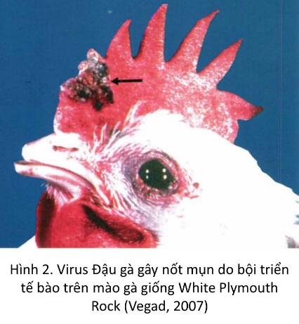 bệnh đậu gà