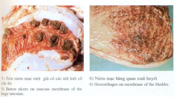 dịch tả bò