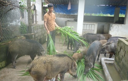 Kĩ thuật nuôi lợn rừng giống