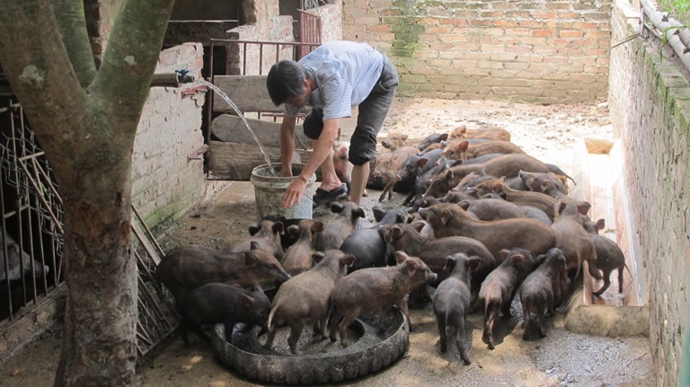 Nuôi lợn rừng cho lãi cao