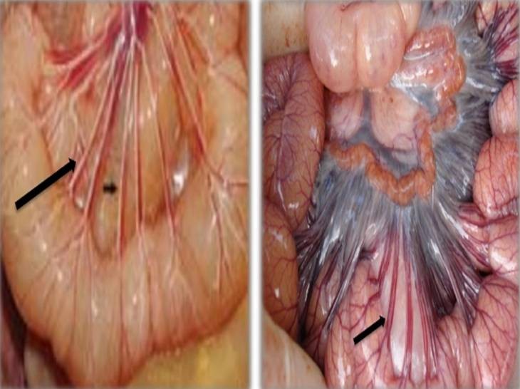 Viêm dạ dày ruột truyền nhiễm ở lợn