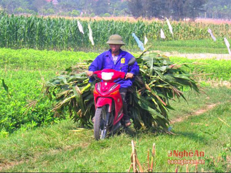 thức ăn cho gia súc - chăn nuôi