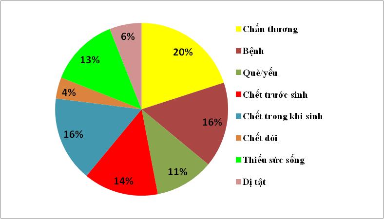 Nuôi nái đẻ thành công