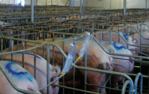thụ tinh nhân tạo cho lợn không dùng tay - chăn nuôi