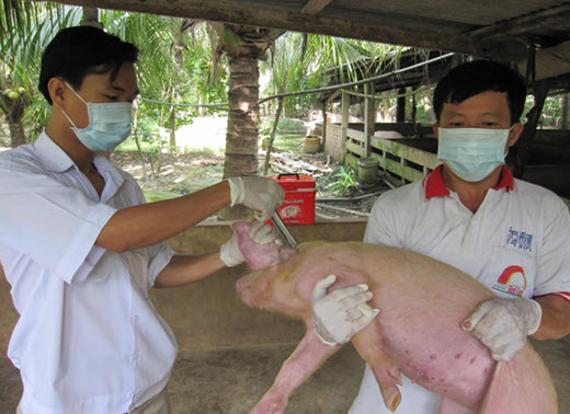 Lịch tiêm phòng cho heo