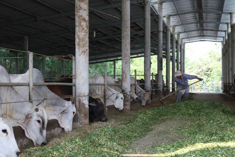 Tỉnh hỗ trợ chi phí để mua gần 60 con bò giống xây dựng mô hình điểm về chăn nuôi bò ứng dụng công nghệ cao