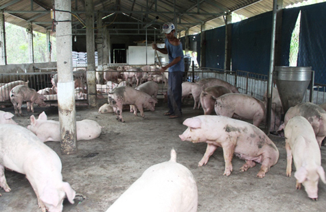 Người chăn nuôi hiện rất lo lắng trước dịch tả lợn châu Phi