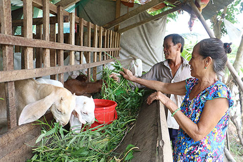 chăn nuôi thích ứng biến đổi khí hậu