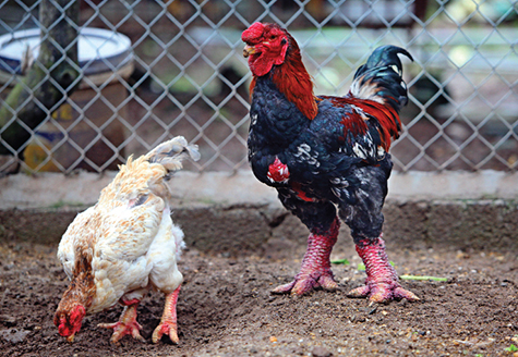 Kinh nghiệm nuôi gà Đông Tảo lai lãi nửa tỷ đồngnăm