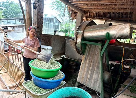 nghiền cám cho lợn