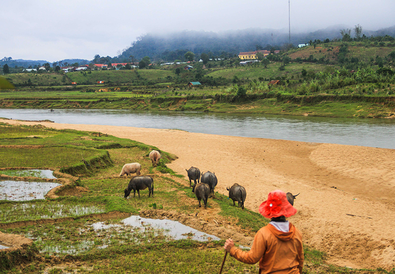 nuôi trâu trắng