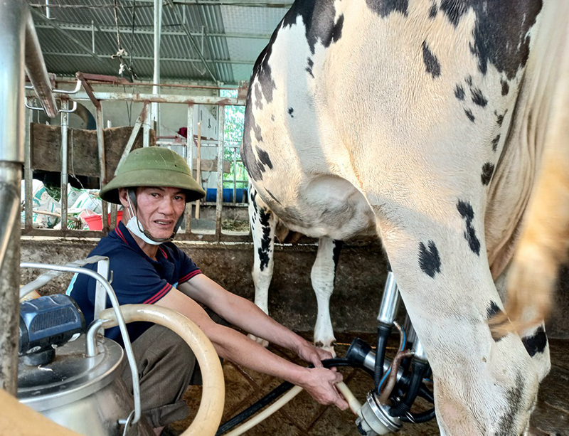 nuôi bò sữa