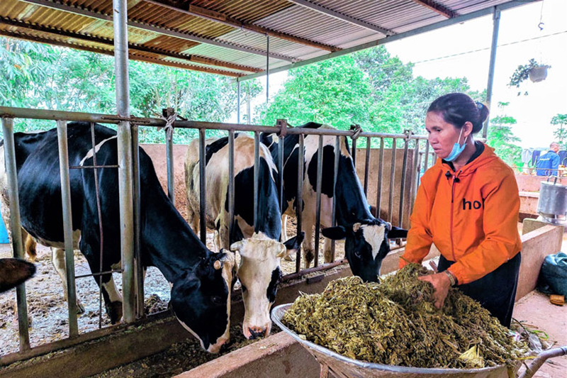 Thu nhập ổn định trong đại dịch nhờ chăn nuôi bò sữa