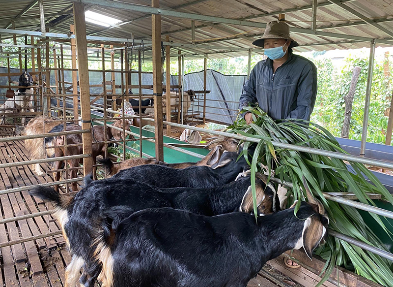 Làm giàu từ mô hình nuôi dê trang trại  Truyền hình Quốc hội Việt Nam   YouTube