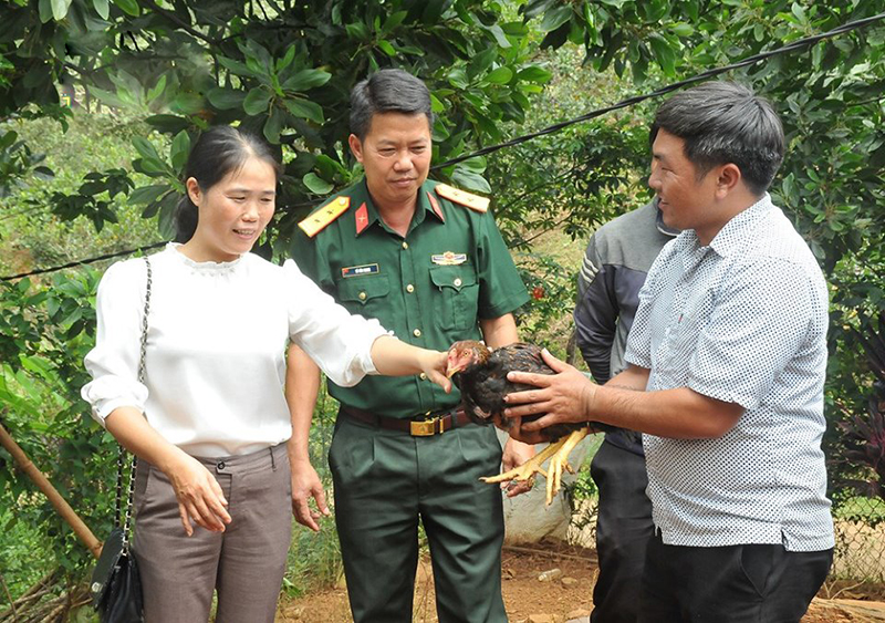 nuôi gà lai chọi