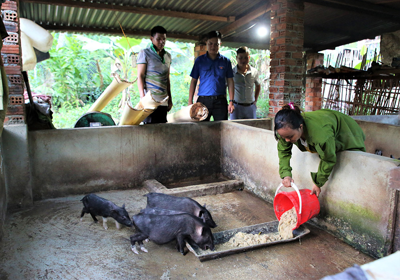 nuôi heo cỏ