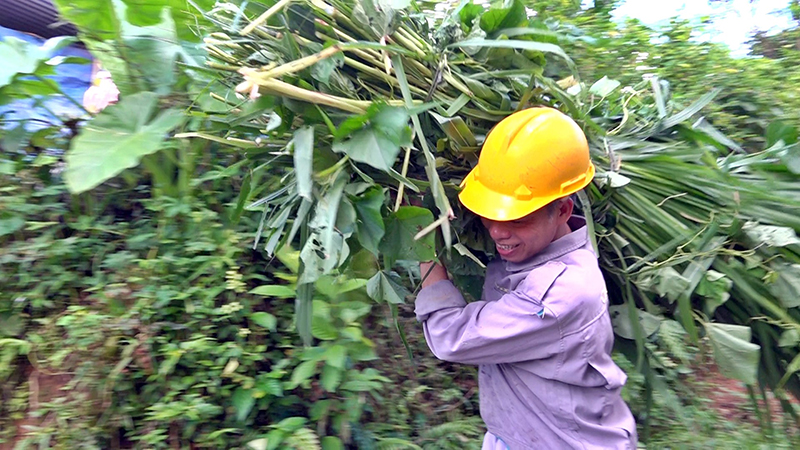 nuôi heo rừng