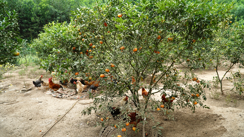 trồng cam nuôi gà