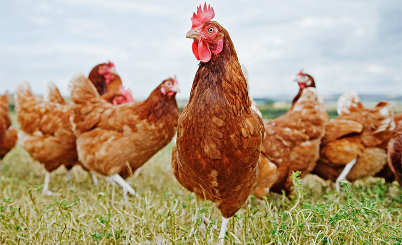 chăn nuôi gà bền vững